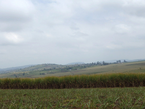 Sugar Cane fields.